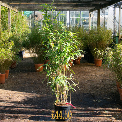 Pseudosasa japonica £44.50 size plant