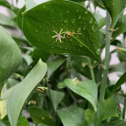 Ruscus hypoglossum flower close-up