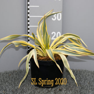 Yucca recurvifolia 'Bright Star' 3 litre plant