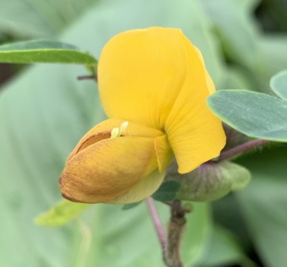 Amicia zygomeris flower close-up