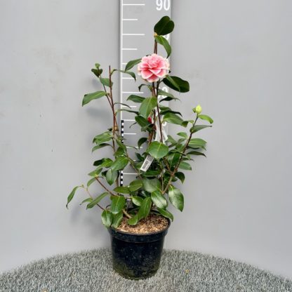 茶花'Look Away' 4升植物