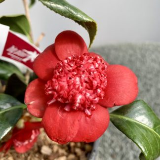 Camellia 'Bob's Tinsie' flower close-up