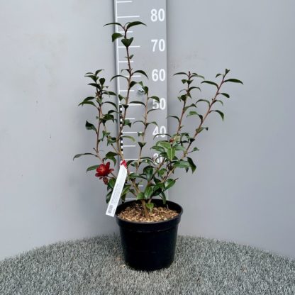 茶花'夜骑士' 4升植物