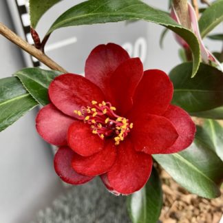 Camellia 'Night Rider' flower