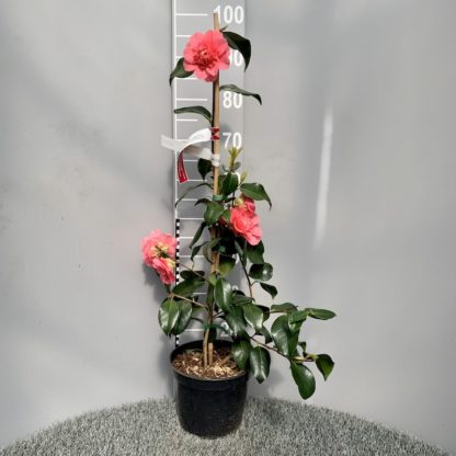 Camellia chandleri 'Elegans' 4 litre plant