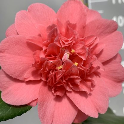 Camellia chandleri 'Elegans' flower