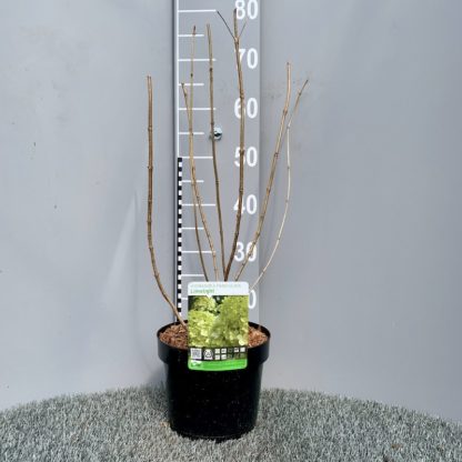 Hydrangea 'Limelight' 3.6 litre pot