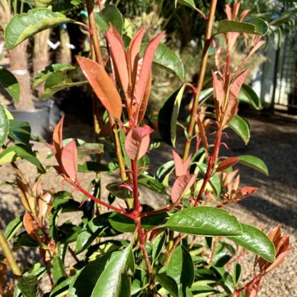 Photinia 'Red Robin' close-up of new growth