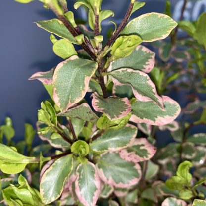 Pittosporum 'Elizabeth' leaf close-up