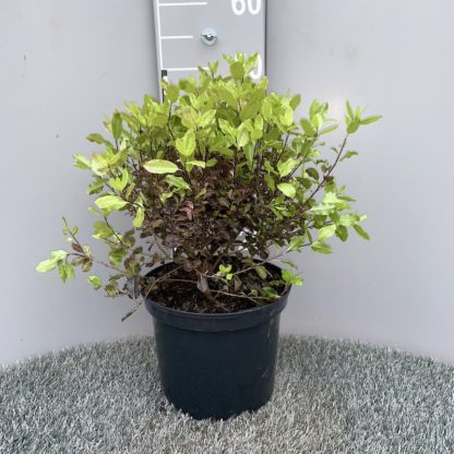Pittosporum 'Tom Thumb' 5 litre plant