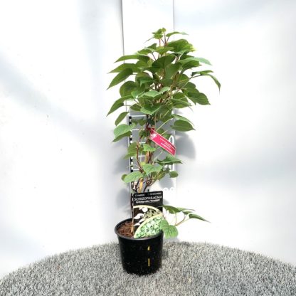 Schizophragma hydrangeoides 'Moonlight' 2 litre plant