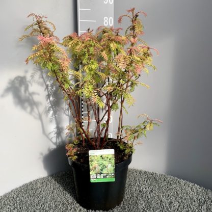 Sorbaria 'Sem' 10 litre plant