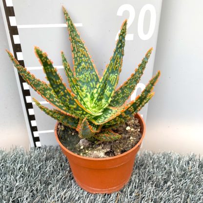Aloe zebrina 'Danyz' at Big Plant Nursery