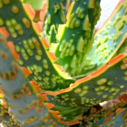 Aloe zebrina 'Danyz' close up of leaves at Big Plant Nursery