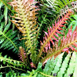Blechnum 'Volcano' close up of new growth at Big Plant Nursery