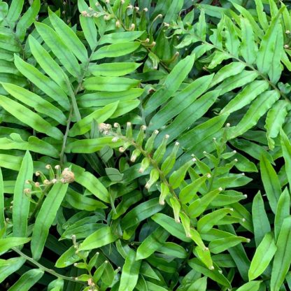 Blechnum tabulare close up of new growth at Big Plant Nursery