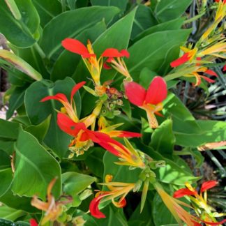 Canna edulis flower close up at Big Plant Nursery