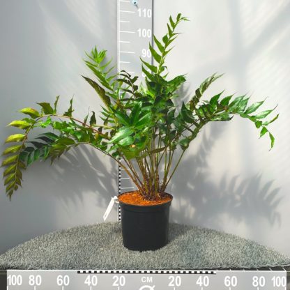 Cyrtomium falcatum 7.5 litre plants at Big Plant Nursery