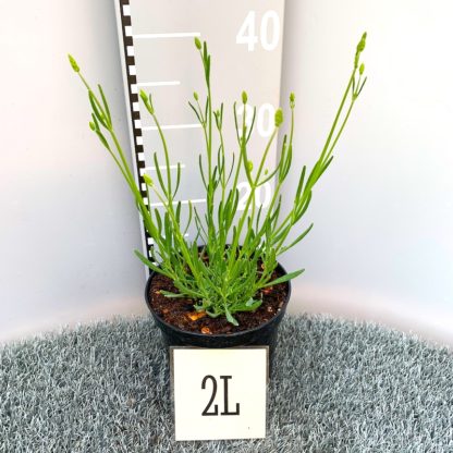 Lavandula 'Phenomenal' 2 litre plant