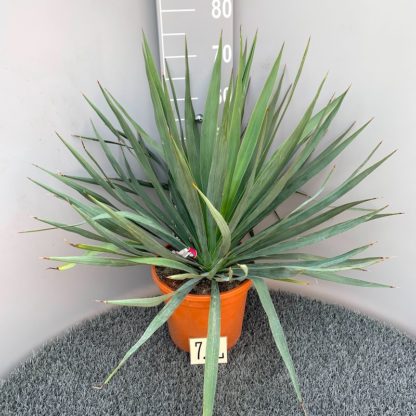 Yucca gloriosa 7 litre plant
