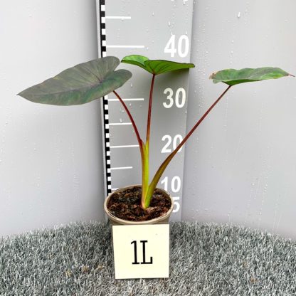 Colocasia 'Madeira' 1 litre plant at Big Plant Nursery