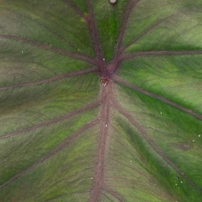 Colocasia 'Madeira' mature leaf colour at Big Plant Nursery