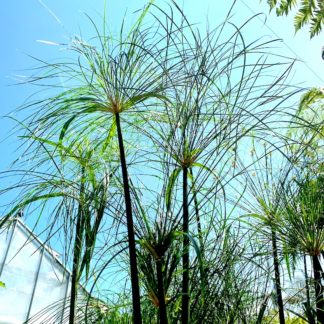 Cyperus papyrus 'Nanus' closeup at Big Plant Nursery