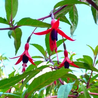 Fuchsia regia 'Reitzii' at Big Plant Nursery