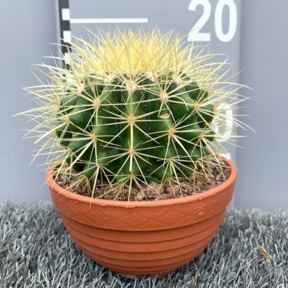Echinocactus grusonii young plant for sale at Big Plant nursery