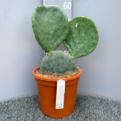 Opuntia robusta 6 litre plant for sale at Big Plant Nursery