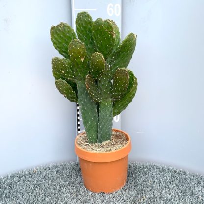 Opuntia rubescens 'Consolea' 3 litre plant for sale at Big Plant Nursery