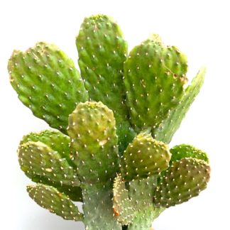 Opuntia rubescens 'Consolea' closeup of the 'Road kill cactus'
