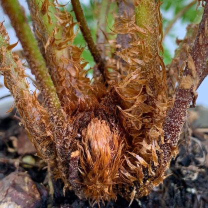 Cyathea australis close up of new growth at Big Plant Nursery