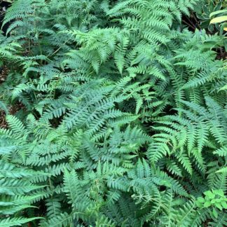 Cyathea australis showing fronds on young plants