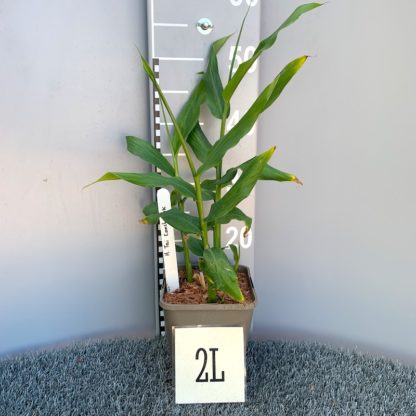Hedychium 'Tai Conch Pink' 2 litre plant