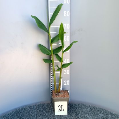 Hedychium chrysoleucum 2 litre plant at Big Plant Nursery