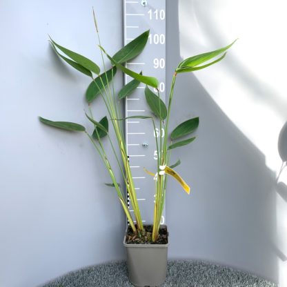 Thalia dealbata 4 litre plant grown at Big Plant Nursery