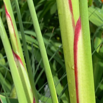 Thalia dealbata close up of stems showing purple red margins at Big Plant Nursery