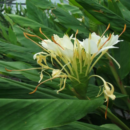 Hedychium chrysoleucum close up of flower at Big Plant Nursery