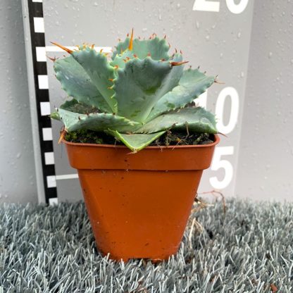 Agave ishmensis 10cm plant for sale at Big Plant Nursery