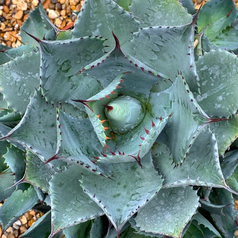 Agave isthmensis - Big Plant Nursery