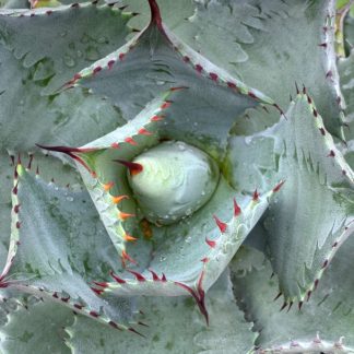 Agave isthmensis close up of crown and new growth at Big Plant Nursery