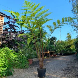 Cyathea felina large plants for sale at Big Plant Nursery