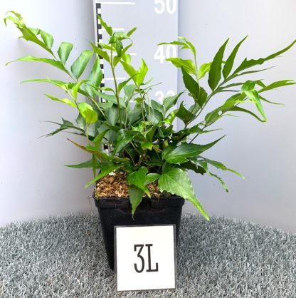 Cyrtomium devexiscapulae 3 litre plant at Big Plant Nursery