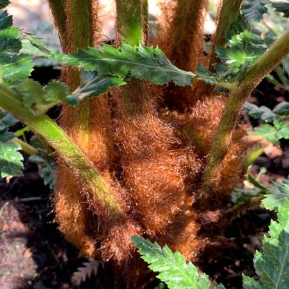 Dicksonia fibrosa showing golden brown trunk at Big Plant Nursery