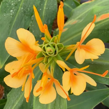 Hedychium 'Golden Glow' flower at Big Plant Nursery