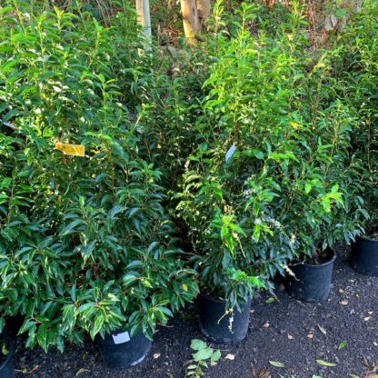 Prunus lusitanica 'Angustifolia' 15 litre plants at Big Plant Nursery