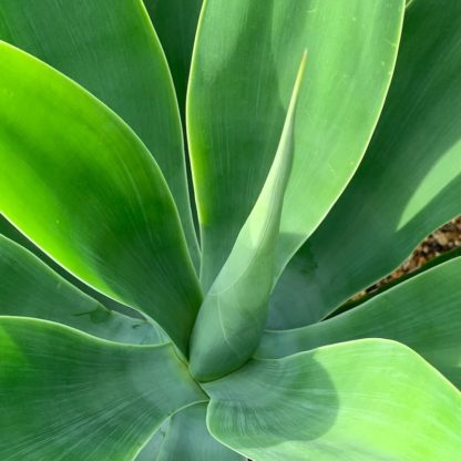 Agave attenuata close up of leaves at Big Plant Nursery