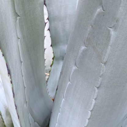 龙舌兰在大植物苗圃的叶子特写开云体育官方首页网站下载安装