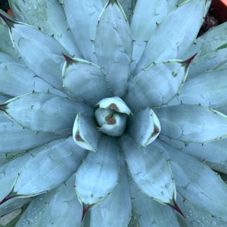 Agave macroacantha photograph of mature plant